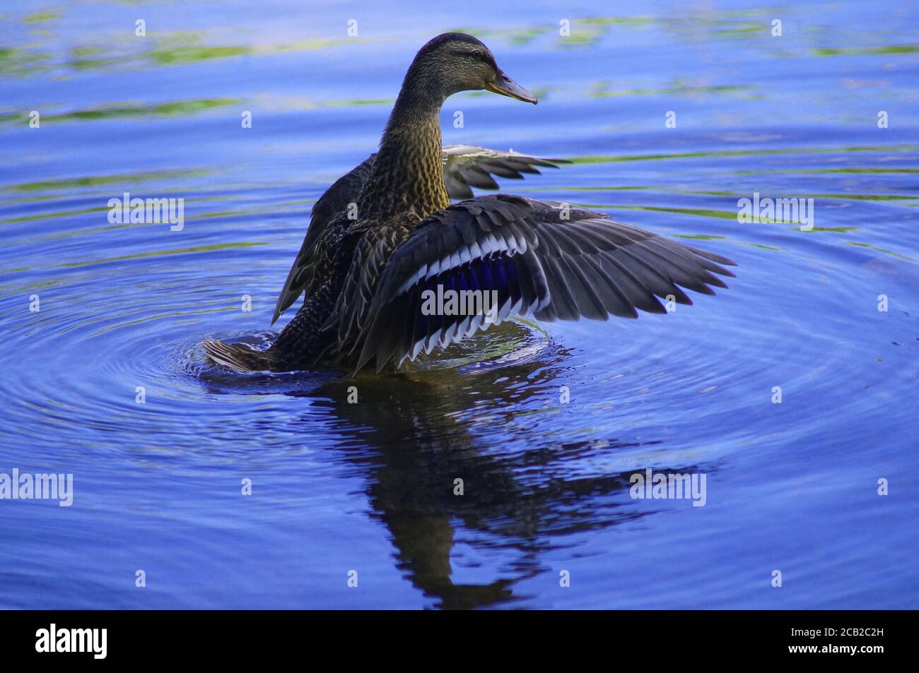 Duck having a bath Stock Photo - Alamy