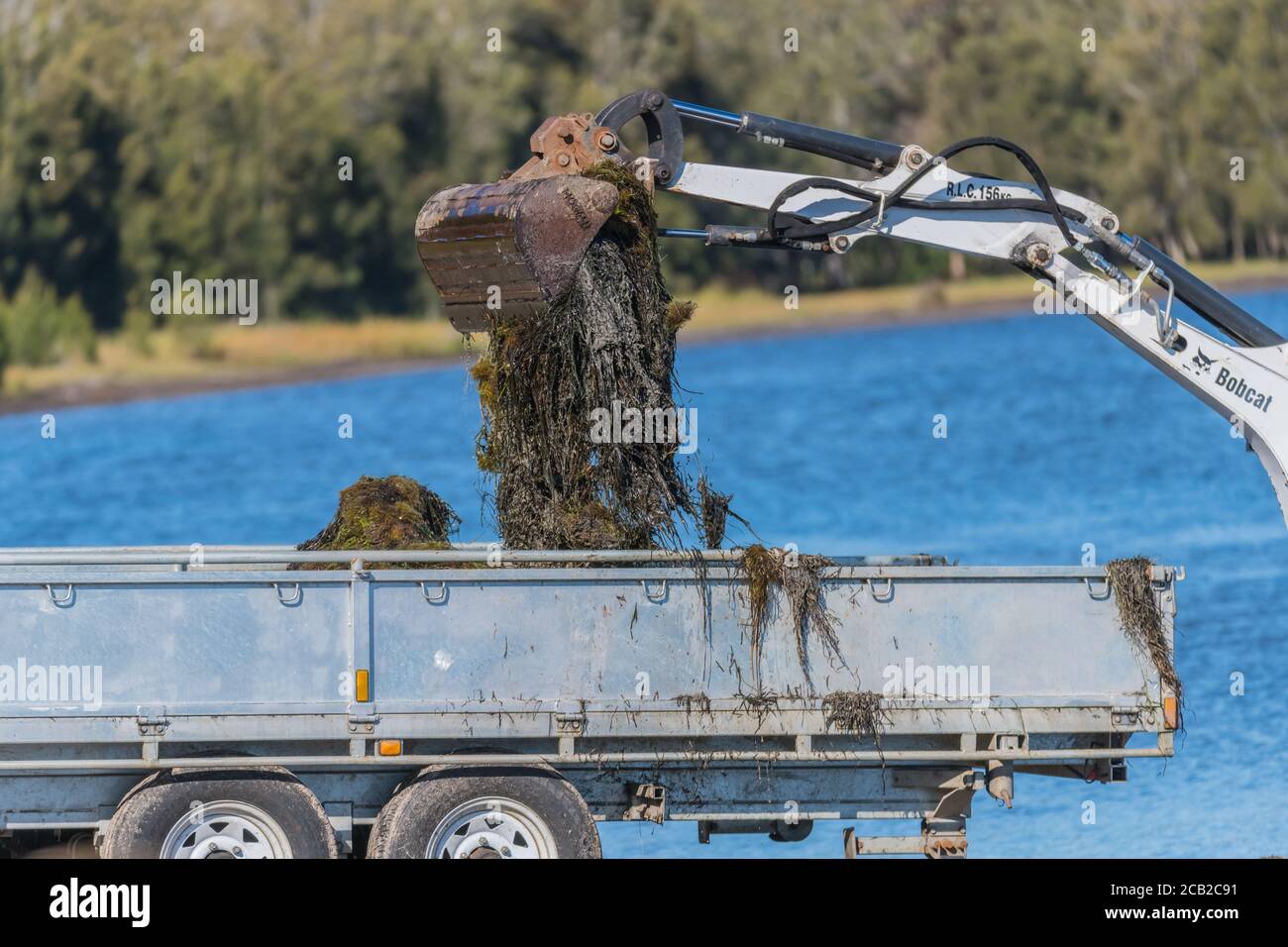 Seaweed harvesting and clean up on Lake Tuggerah at the Central Coast of NSW, Australia. Stock Photo
