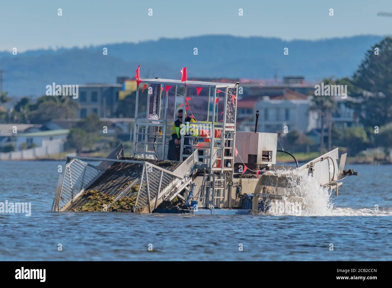 Seaweed harvesting and clean up on Lake Tuggerah at the Central Coast of NSW, Australia. Stock Photo
