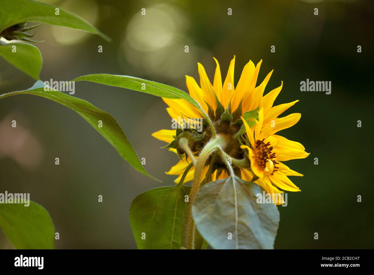 FLORAL CONCEPT: Here Goes The Sun Stock Photo