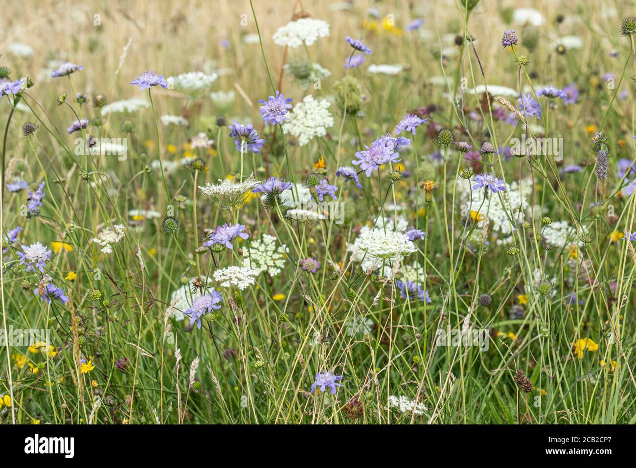 Close up of Field Scabious and Wild Carrot growing on wildflower chalk grassland on Morgans Hill Nature Reserve, Wiltshire, England, UK Stock Photo