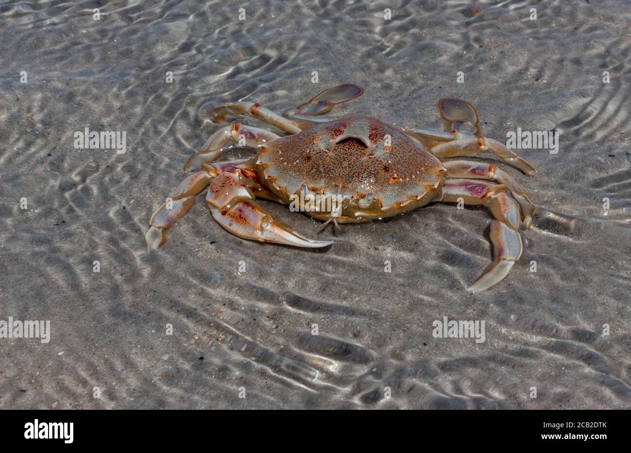 Orange and brown salt water crab, Cape Town, South Africa Stock Photo