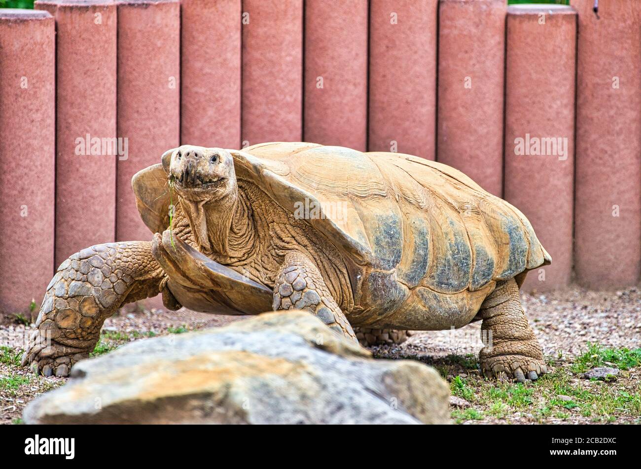 African tortoise seeks food in its territory Stock Photo Biology Diagrams