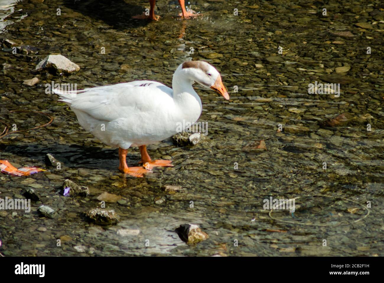 ducks swimming in the water in Beautiful Bhimtal lake of Nainital Uttarakhand Stock Photo