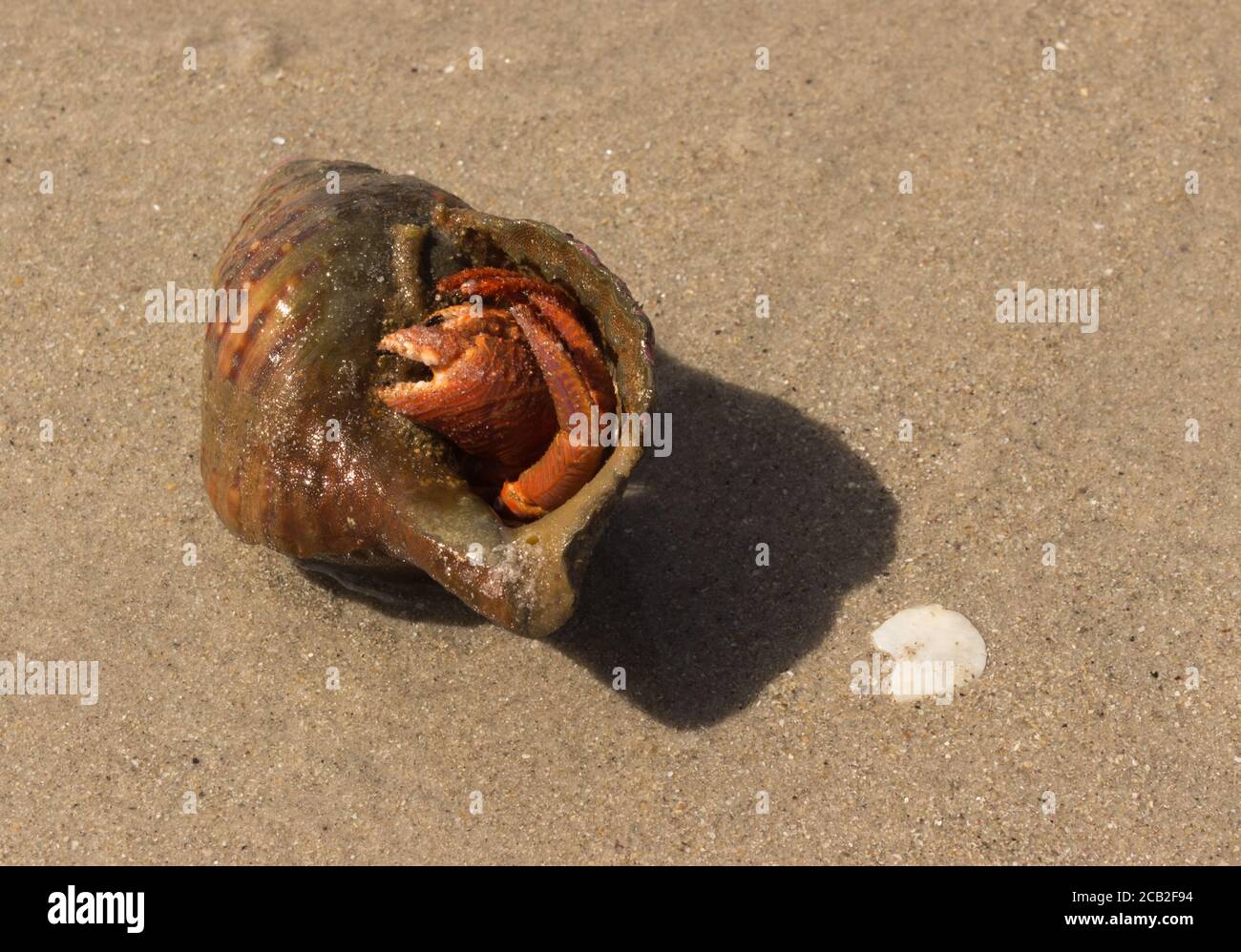 Hermit crab hiding in it's shell on the beach, Nosy Komba, Madagascar ...