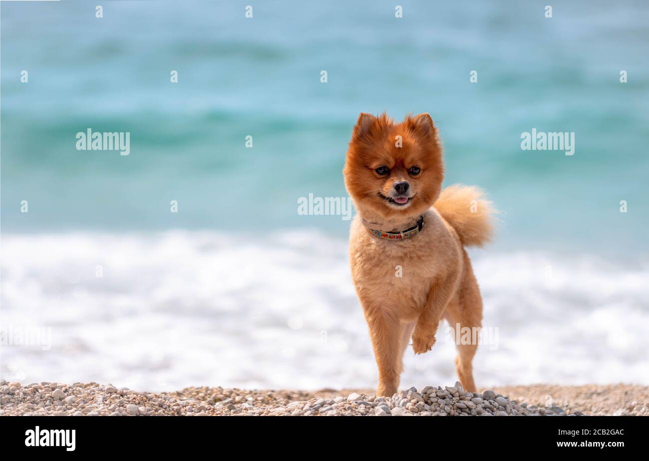 Pomeranian dog grooming with short hair. A dog stands on the beach. Puppy of the Pomeranian Spitz Stock Photo - Alamy Pomeranian dog grooming with short hair. A dog stands on the beach. Puppy of the Pomeranian Spitz Stock Photo - Alamy