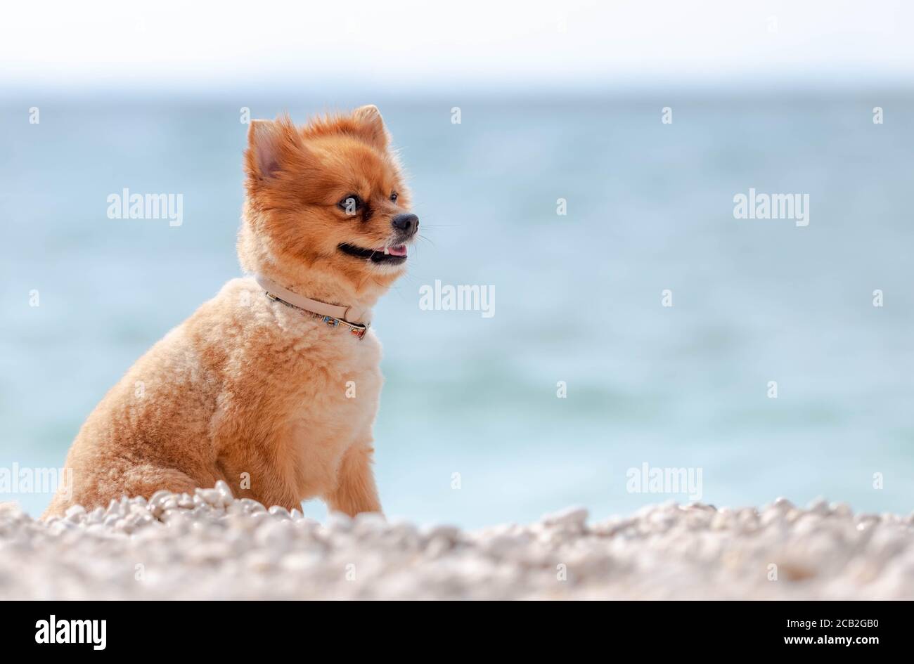 Pomeranian dog grooming with short hair. A dog stands on the beach. Puppy of the Pomeranian Spitz Stock Photo - Alamy Pomeranian dog grooming with short hair. A dog stands on the beach. Puppy of the Pomeranian Spitz Stock Photo - Alamy