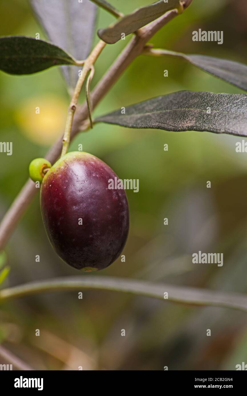 Olive fruit hires stock photography and images Alamy