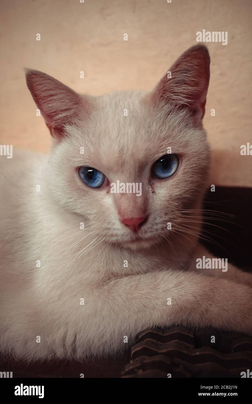 Portrait of a Cat Stock Photo