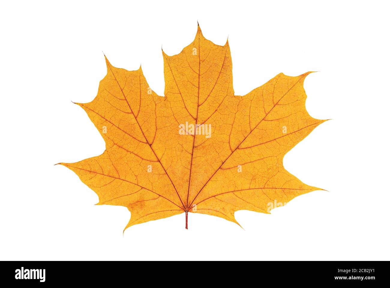 Autumn yellow leaf isolated on a white background Stock Photo - Alamy