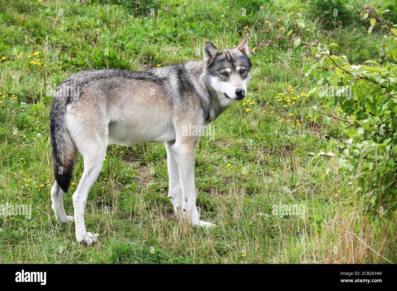 Wolf in the nature Stock Photo - Alamy