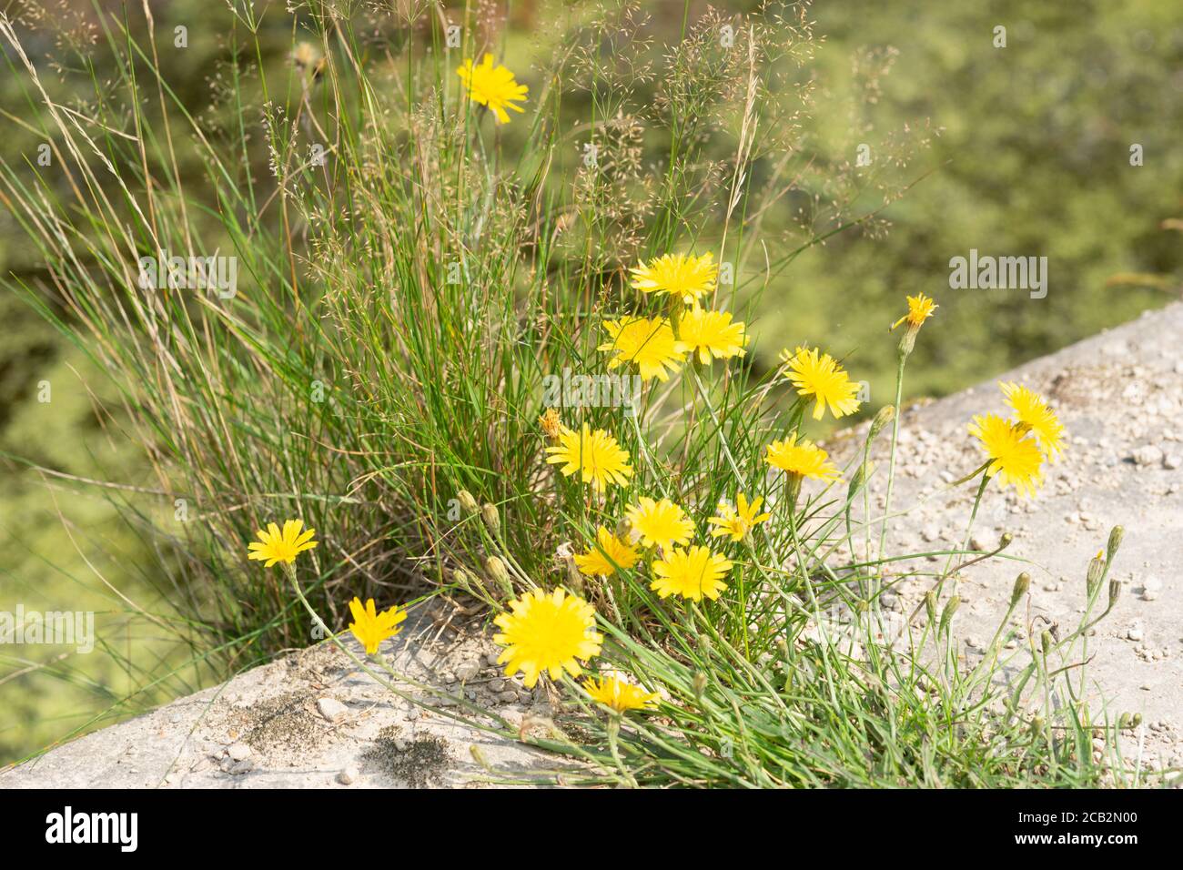 Hawkweed flowers (Hieracium, hierakion), part of the Asteraceae family, sometimes confused with dandelion, growing at the side of a canal. England, UK Stock Photo