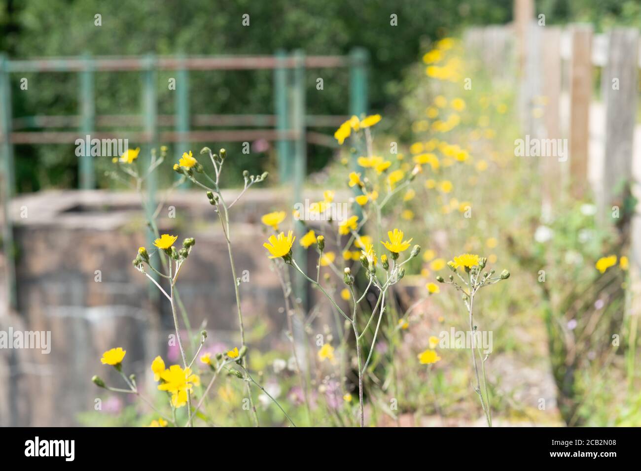 Hawkweed flowers (Hieracium, hierakion), part of the Asteraceae family, sometimes confused with dandelion, growing at the side of a canal. England, UK Stock Photo