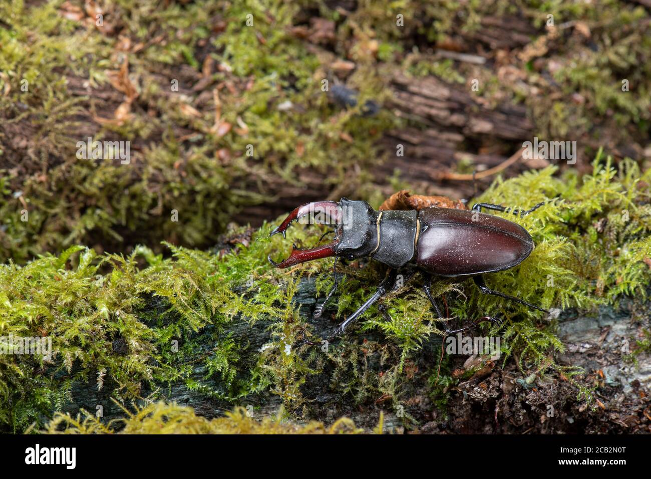 Stag Beetle: Lucanus cervus. Male. Surrey, UK Stock Photo