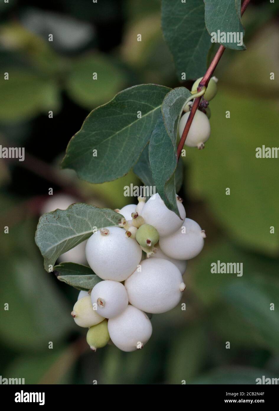 Snowberries (symphoricarpos) Stock Photo