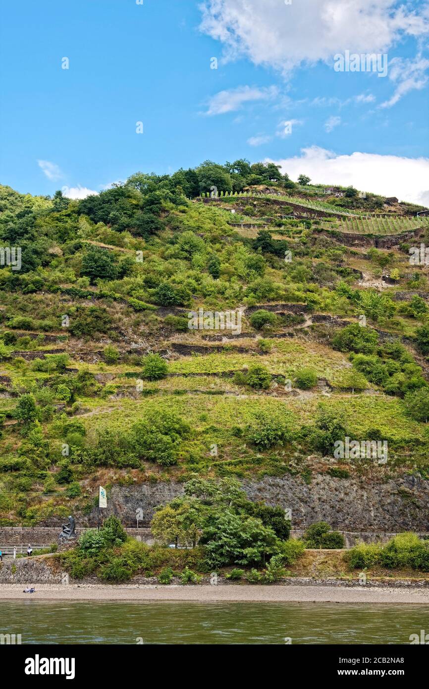 steep hillside; farming; vineyard; rural scene, Rhine River; water; landscape, Europe, Germany Stock Photo