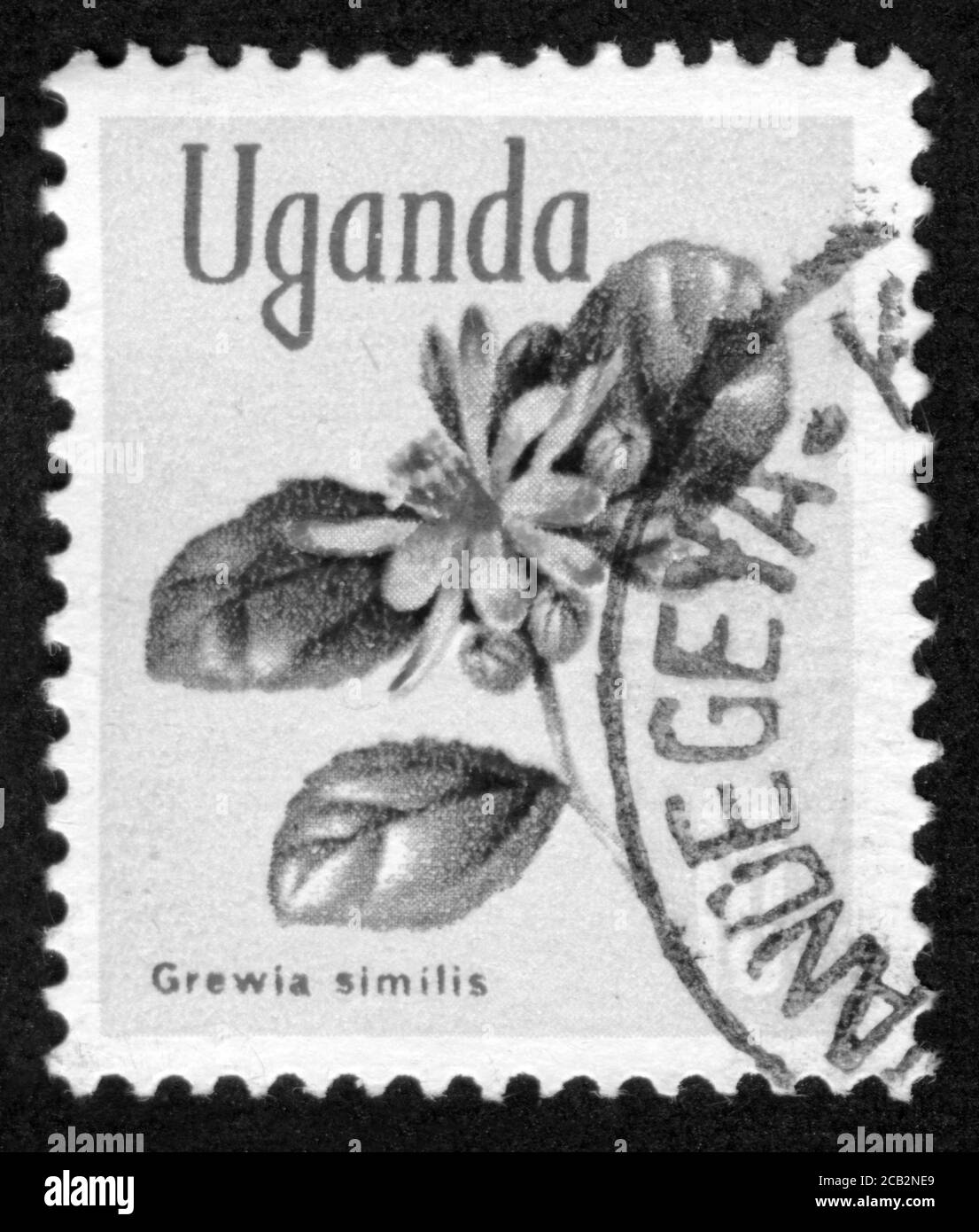 Stamp print in Uganda,Grewia similis Stock Photo