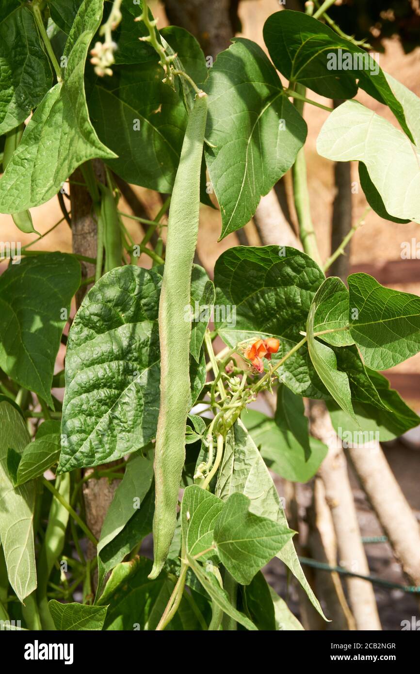 Red Kidney Bean Field Hi-res Stock Photography And Images - Alamy