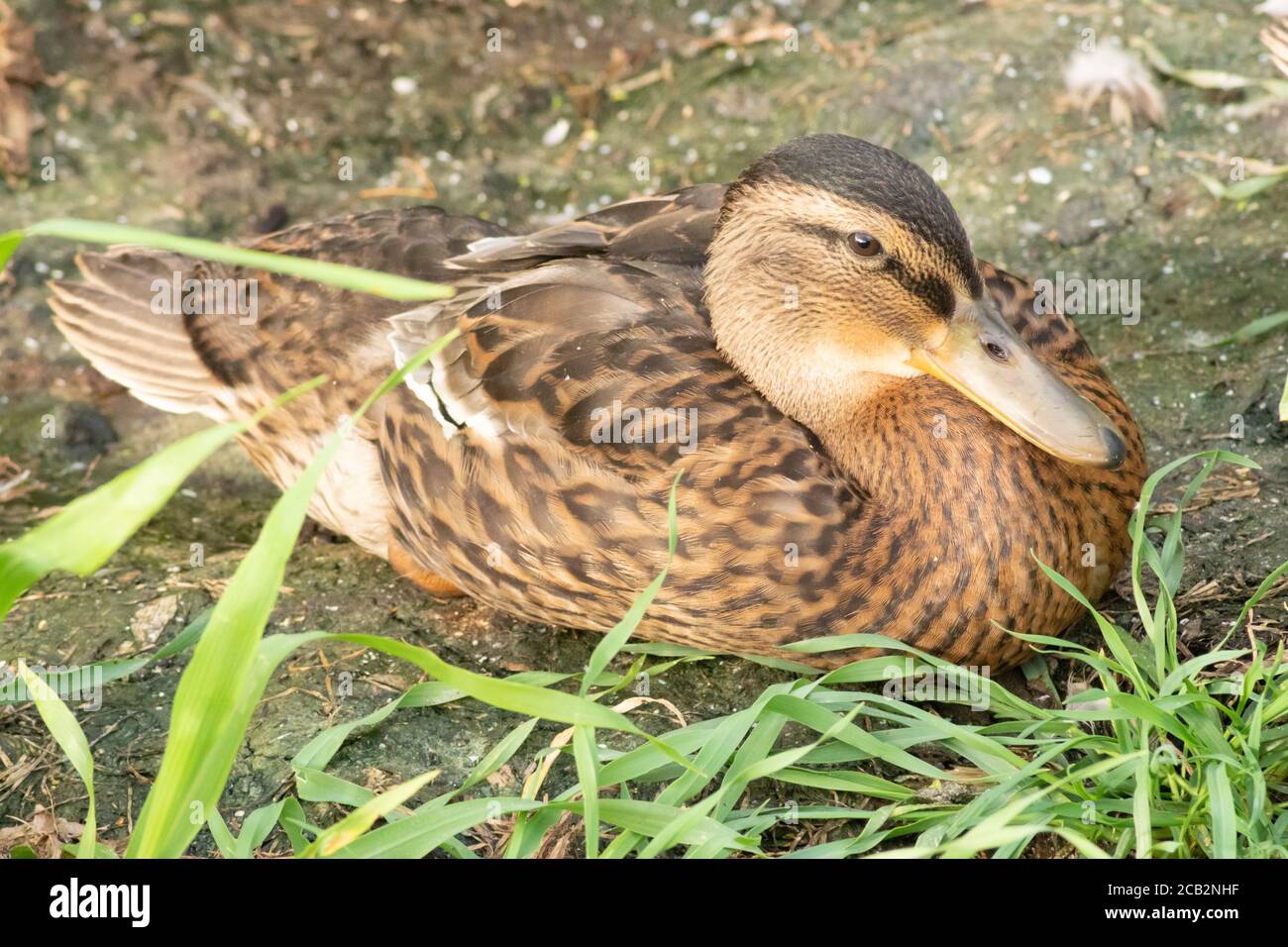 Duck Down Feathers High Resolution Stock Photography and Images Alamy