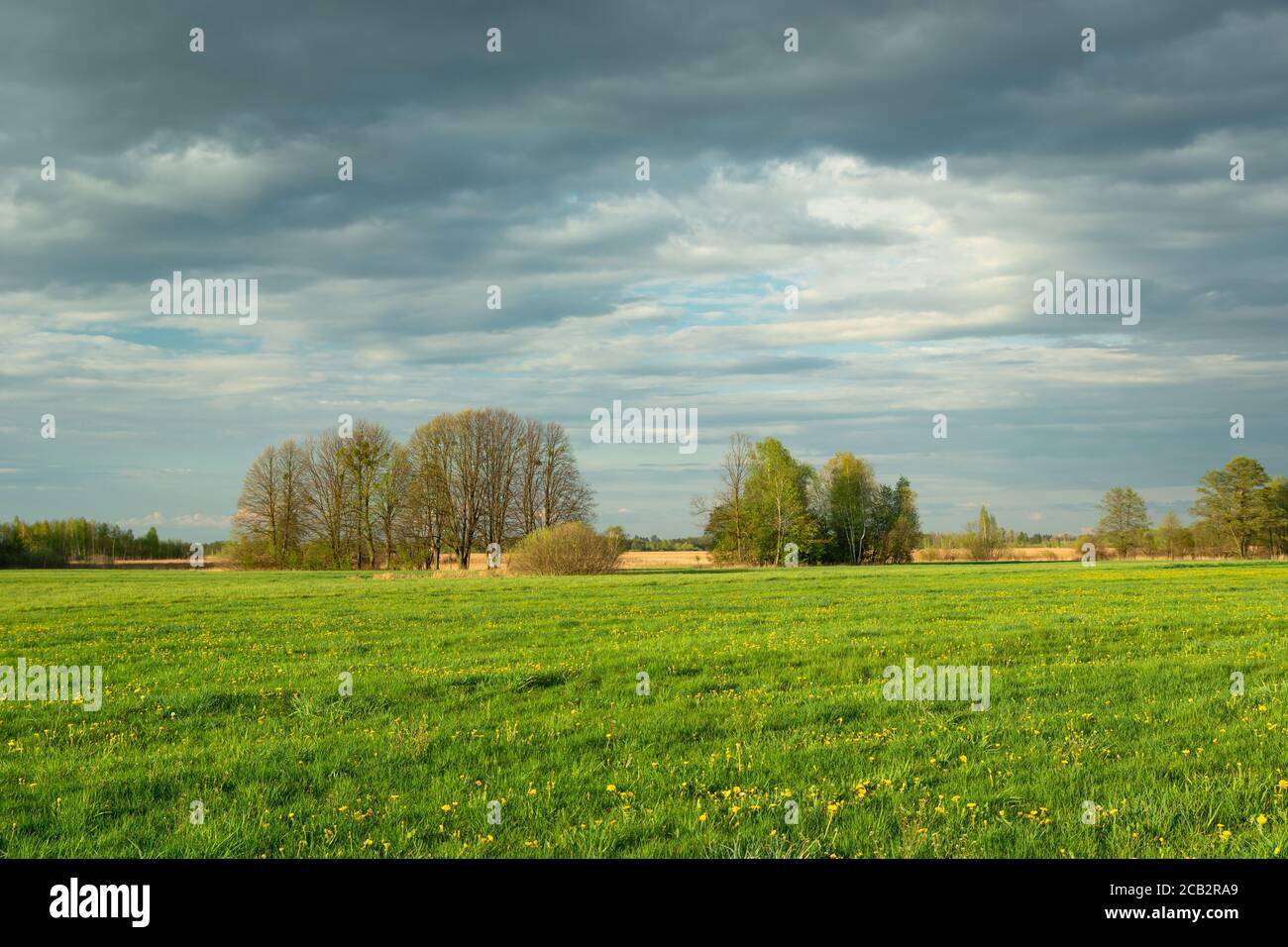 A group of trees in a green meadow and a cloudy sky Stock Photo - Alamy