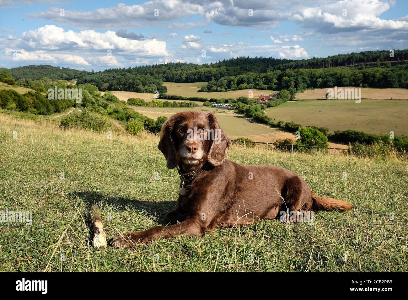 Brown Working cocker spaniel with a stick on Pewley Down in Guildford, Surrey, UK Stock Photo