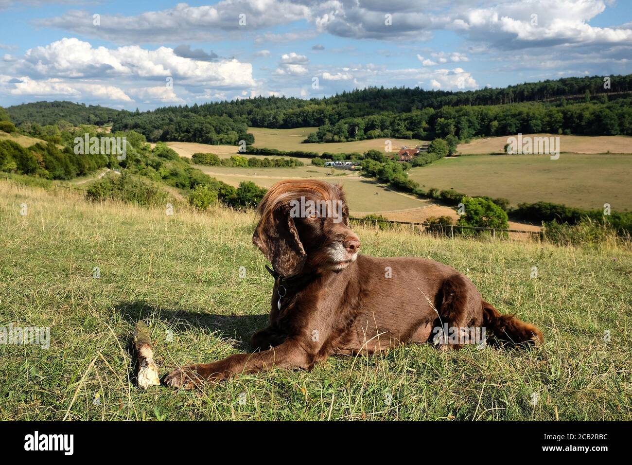 Brown Working cocker spaniel with a stick on Pewley Down in Guildford, Surrey, UK Stock Photo