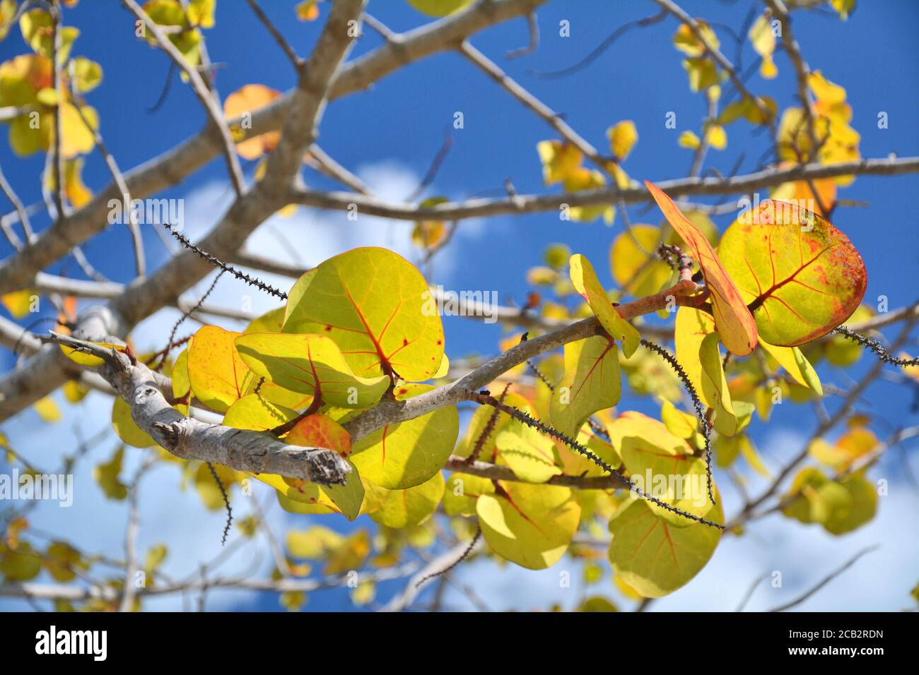 Branches with leaves of see grape tree over blue sky. Stock Photo