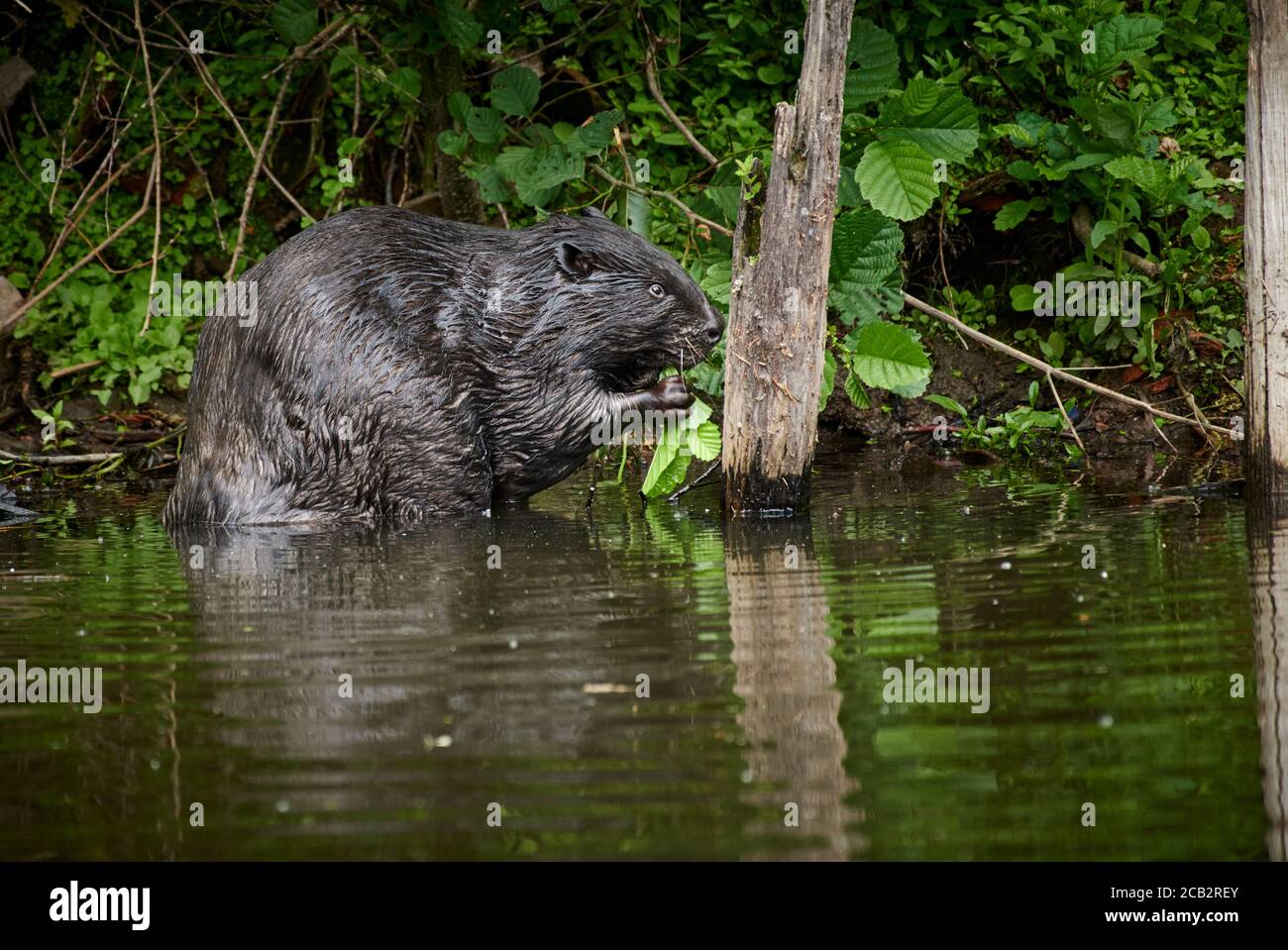 Eurasian beaver (Castor fiber) at river Rur Stock Photo