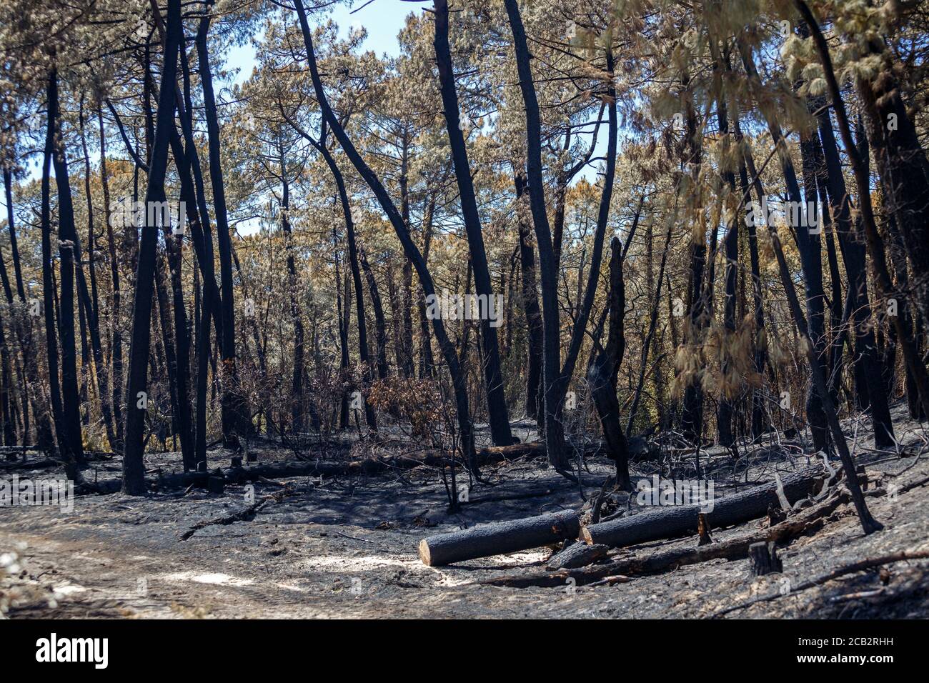 Burnt maritime pines (Pinus pinaster) at the time of the arson of the Chiberta forest (Anglet - Atlantic Pyrenees - France).  Wildfire. Blaze. Stock Photo