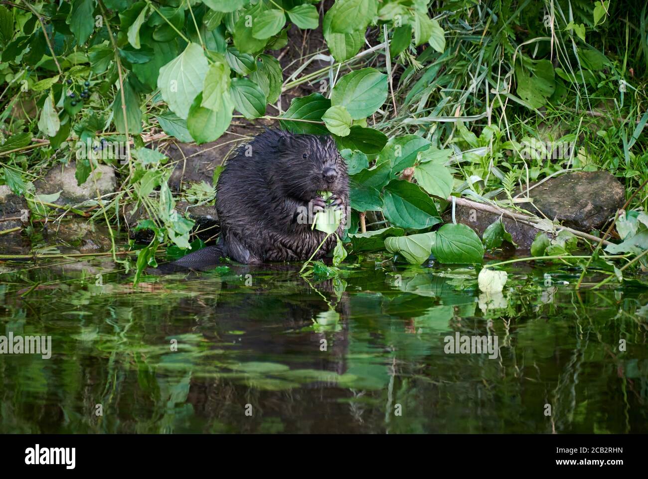 juvenile beaver feeding at river Rur, Eurasian beaver (Castor fiber ...