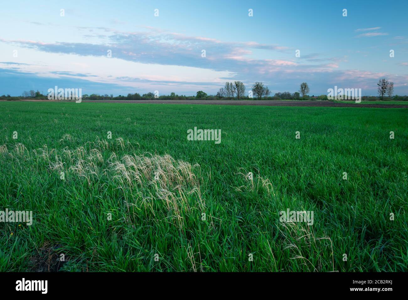 Grain field after harvest hi-res stock photography and images - Alamy