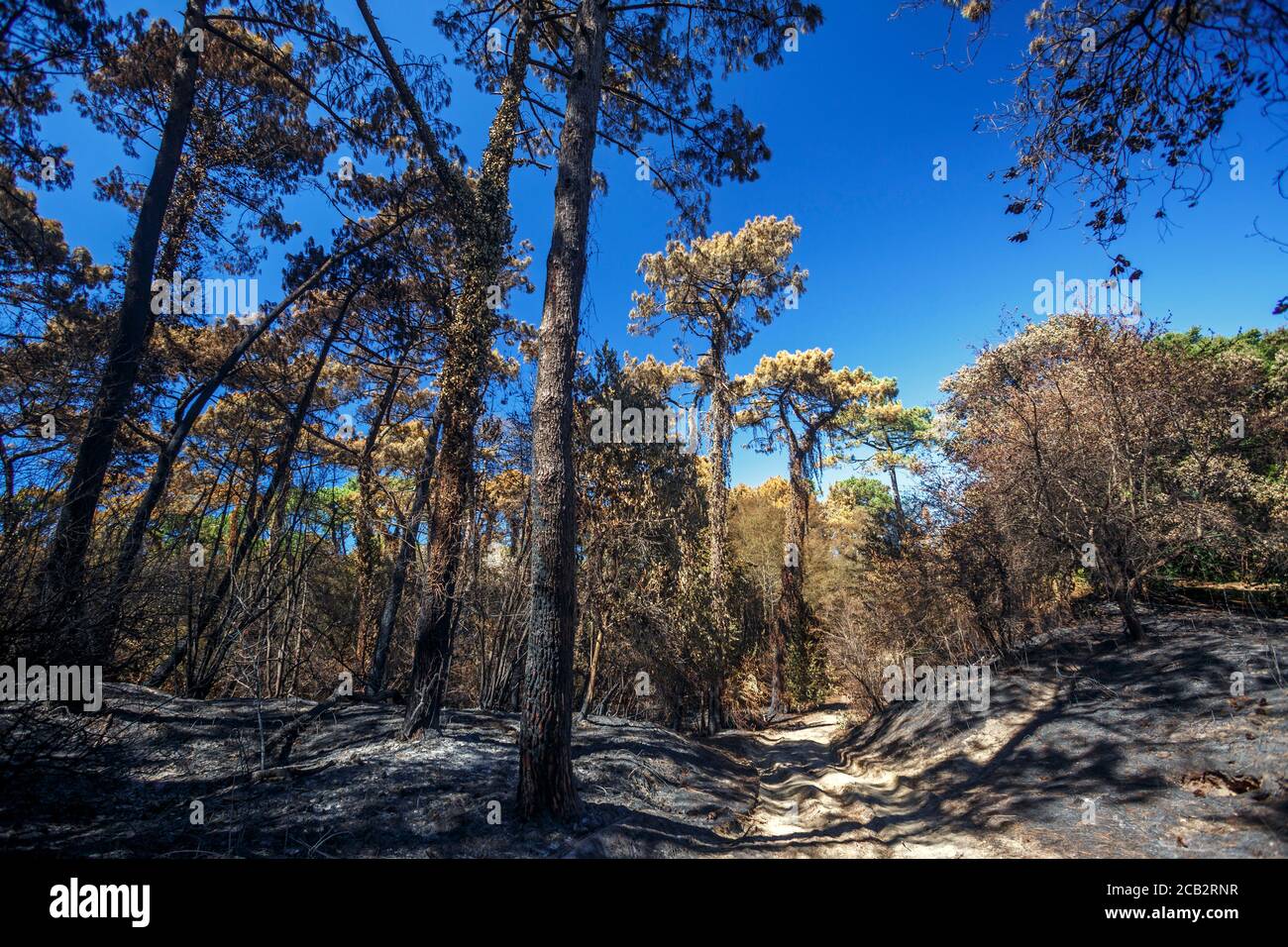 Burnt maritime pines (Pinus pinaster) at the time of the arson of the Chiberta forest (Anglet - Atlantic Pyrenees - France).  Wildfire. Blaze. Stock Photo