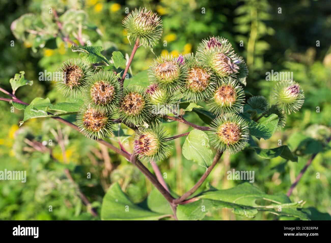 Arctium, burdock flowers in meadow closeup selective focus Stock Photo
