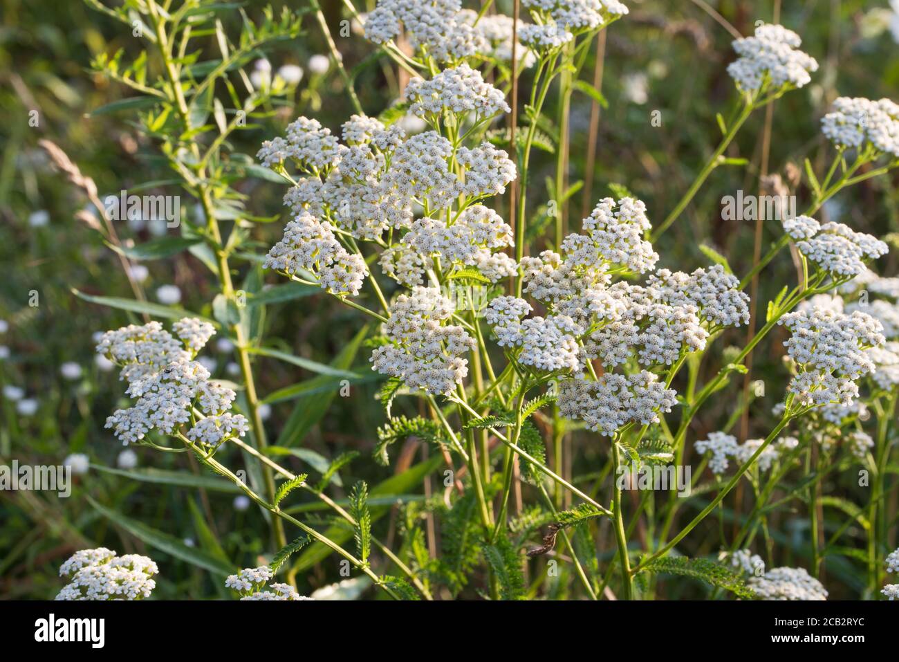 Achillea millefolium,  common yarrowwhite flowers in meadow macro selective focus Stock Photo
