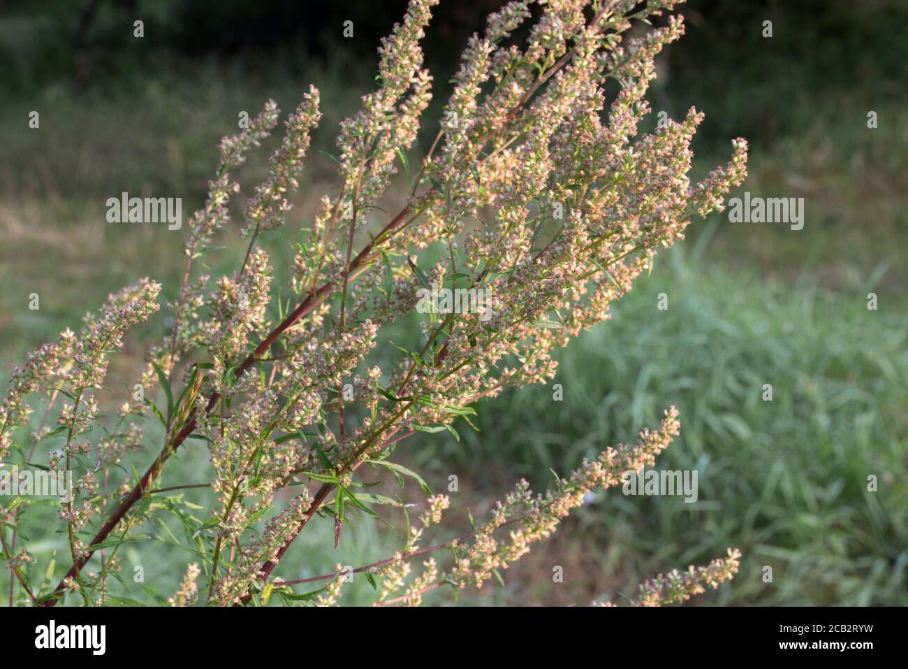 Artemisia vulgaris (common mugwort) weed in meadow closeup selective focus Stock Photo