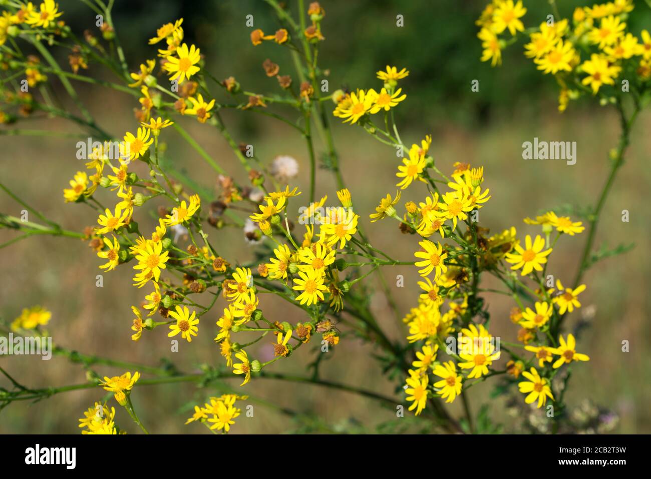 Jacobaea vulgaris,   ragwort yellow flowers in meadow closeup selective focus Stock Photo