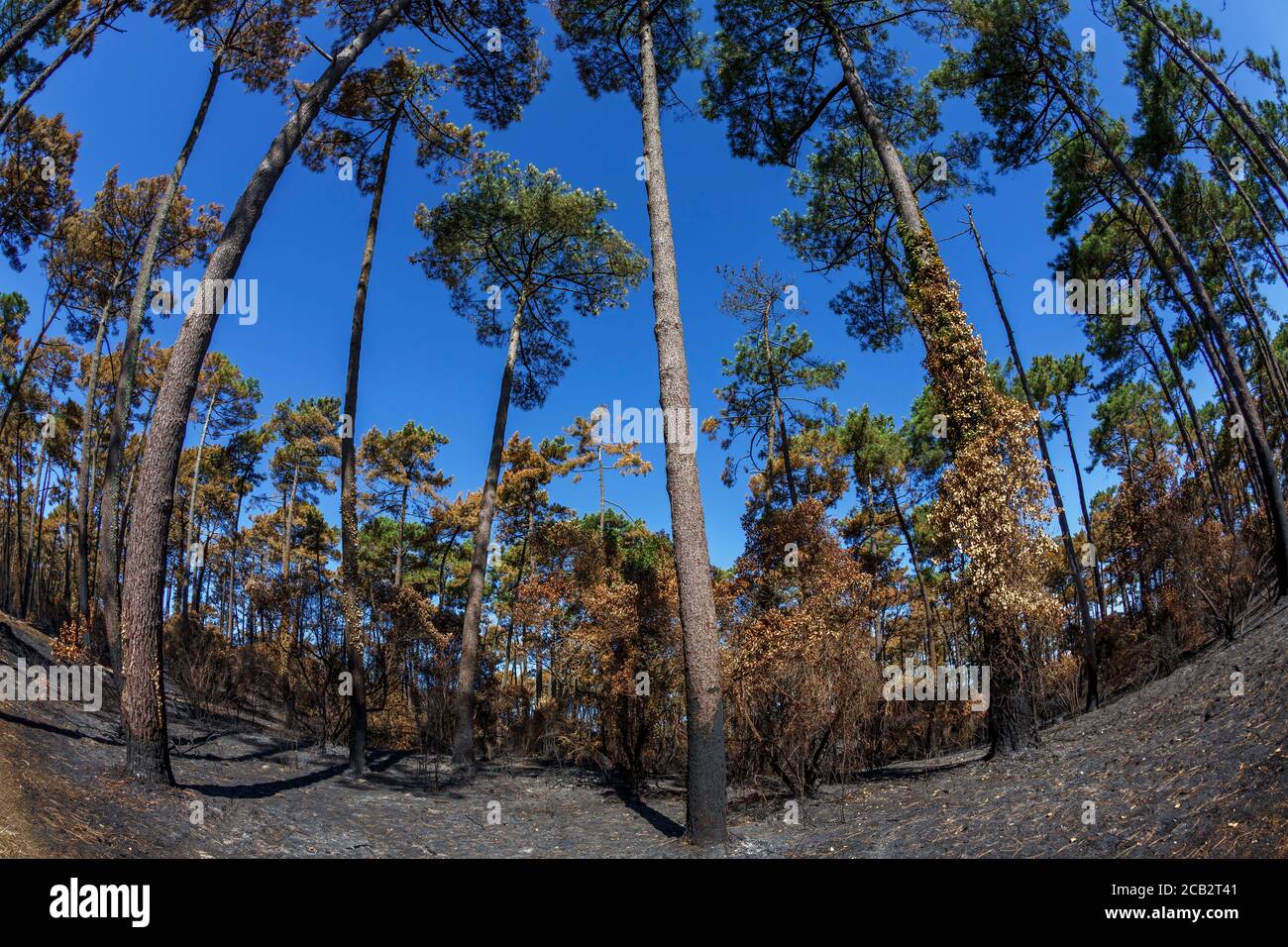 Burnt maritime pines (Pinus pinaster) at the time of the arson of the Chiberta forest (Anglet - Atlantic Pyrenees - France).  Wildfire. Blaze. Stock Photo