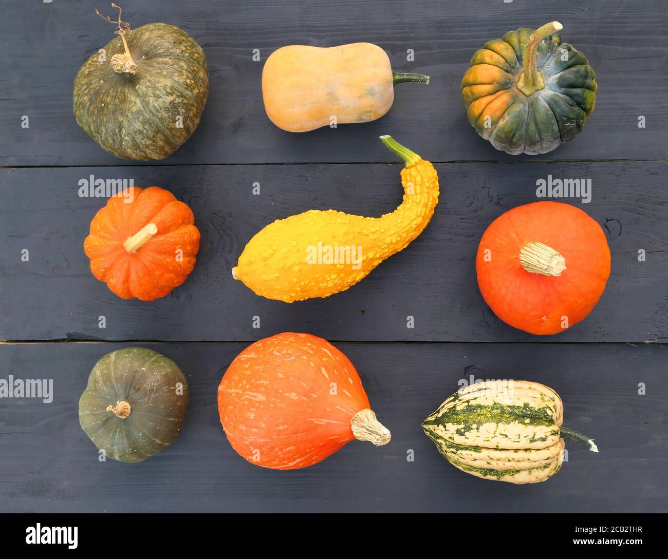 Different varieties of pumpkins and squashes on black wooden background. Stock Photo