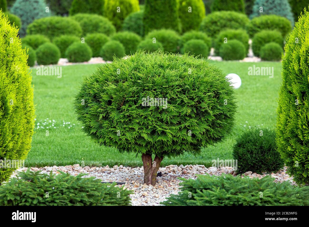 molded sheared evergreen thuja tree in the backyard with stone mulch and green lawn in the garden, greenry park landscape design. Stock Photo