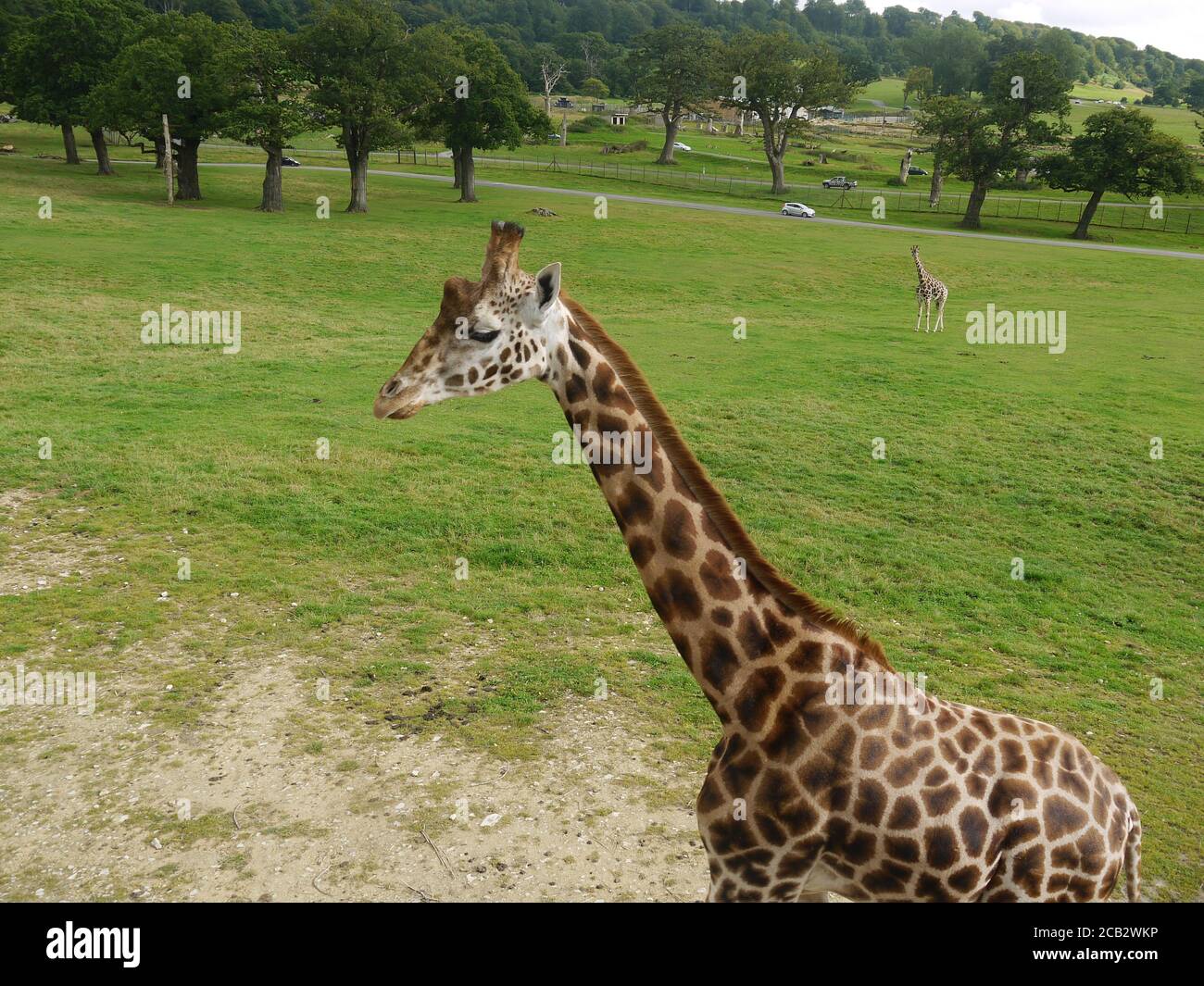 Giraffe at Longleat Zoo Stock Photo Alamy