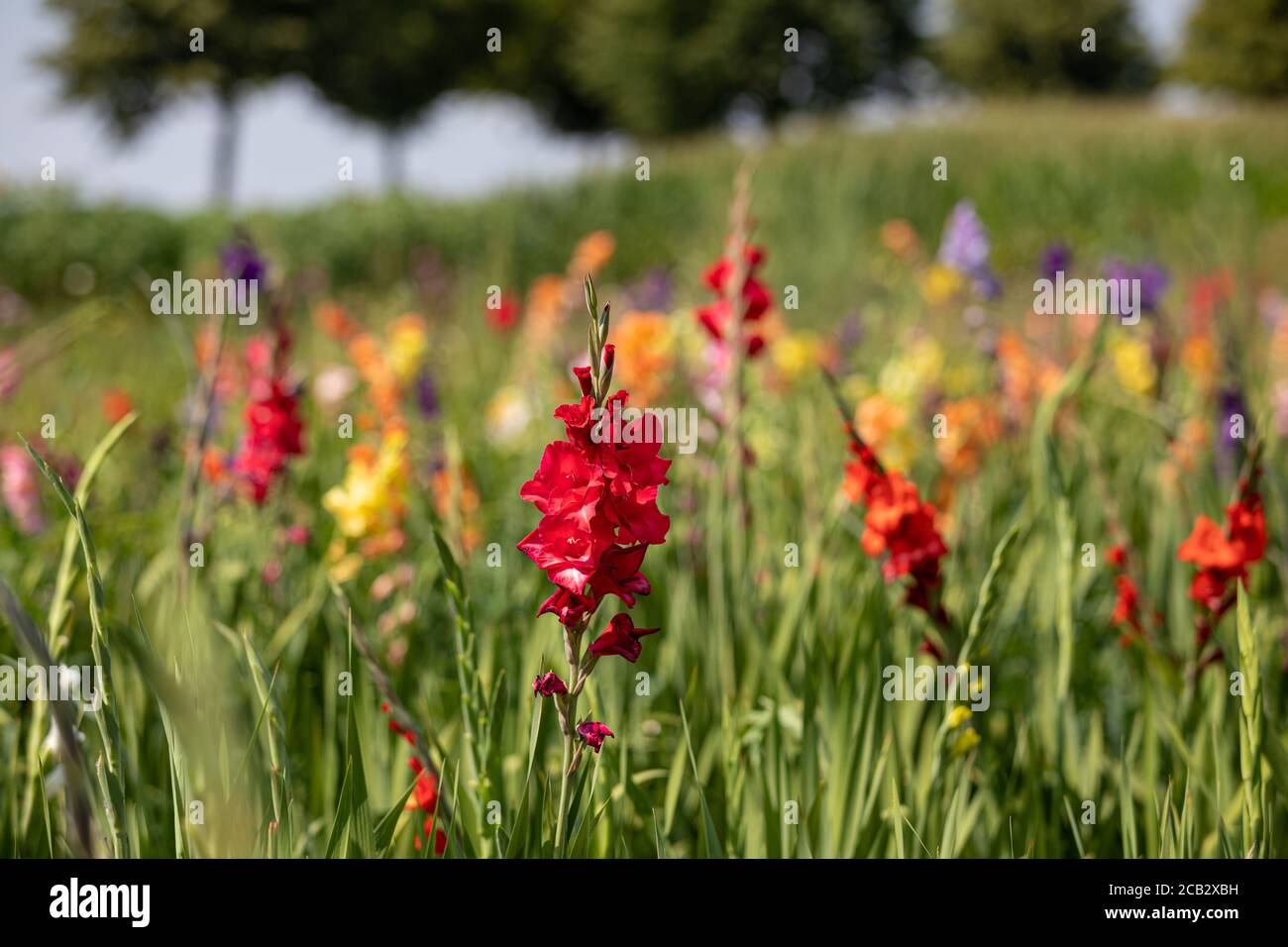 Messenkamp, Germany. 10th Aug, 2020. Gladioli bloom in midsummer weather with temperatures around 30 degrees Celsius on a field in the district of Schaumburg. Credit: Moritz Frankenberg/dpa/Alamy Live News Stock Photo