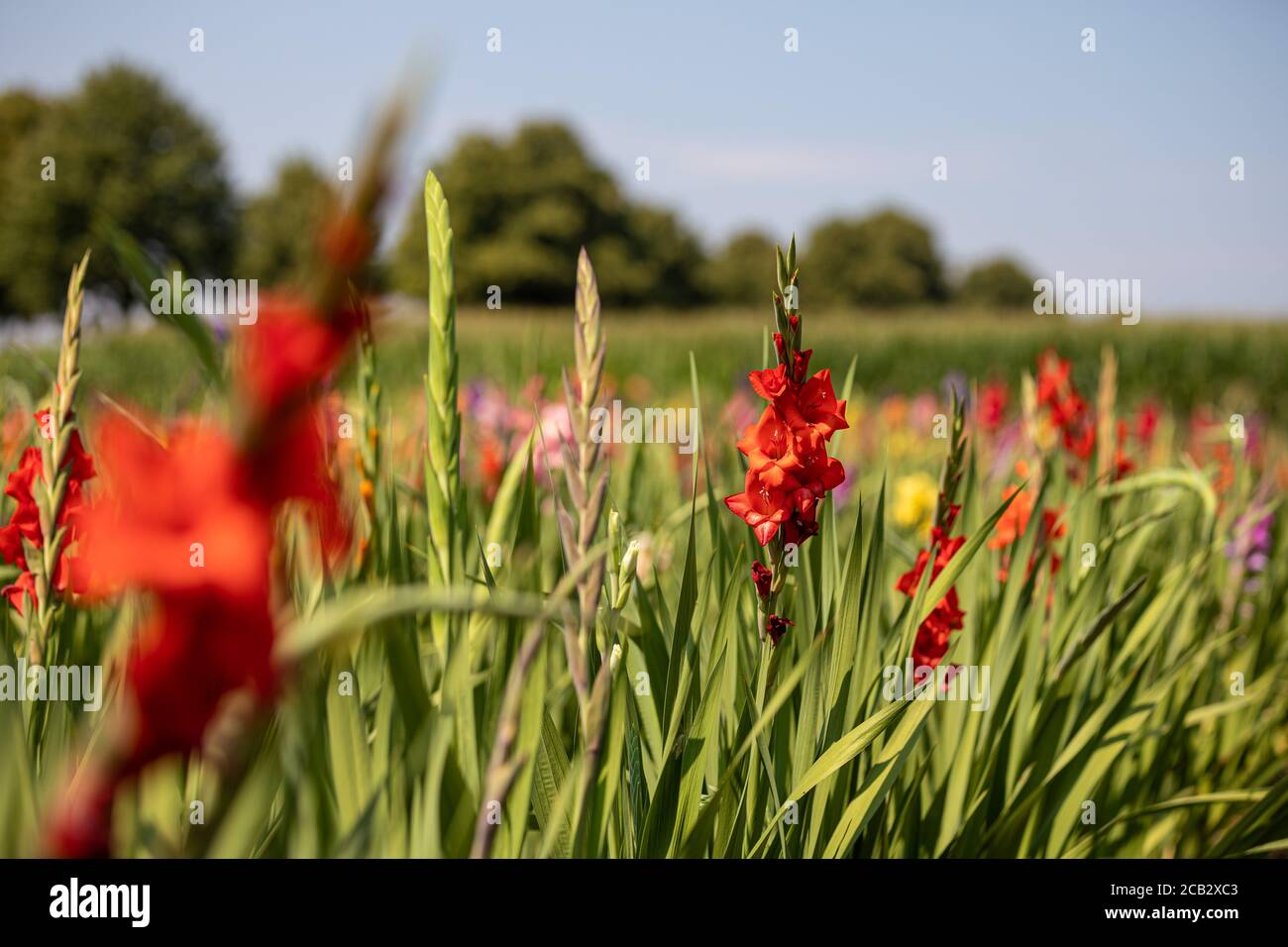 Messenkamp, Germany. 10th Aug, 2020. Gladioli bloom in midsummer weather with temperatures around 30 degrees Celsius on a field in the district of Schaumburg. Credit: Moritz Frankenberg/dpa/Alamy Live News Stock Photo