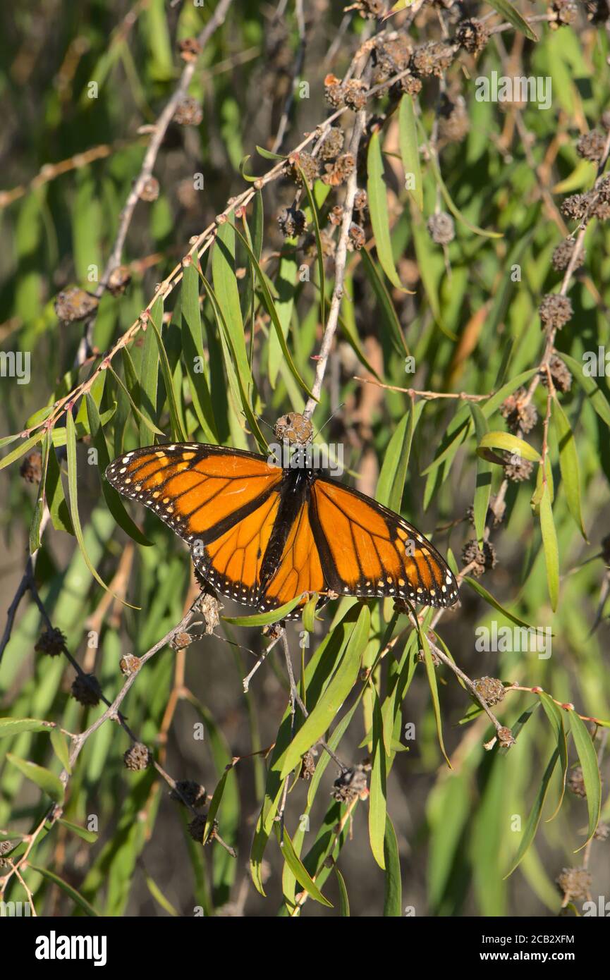 Vertical macro shot of a Tiger Butterfly on a tree branch in a garden Stock Photo
