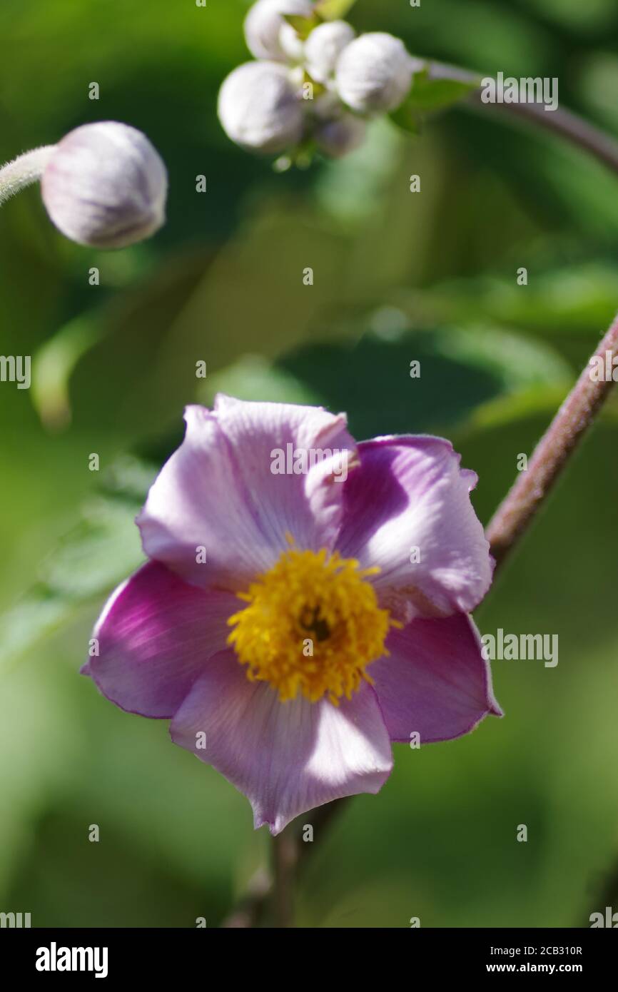 Vertical closeup shot of beautiful pink Anemone Hupehensis flower on blurred background Stock Photo