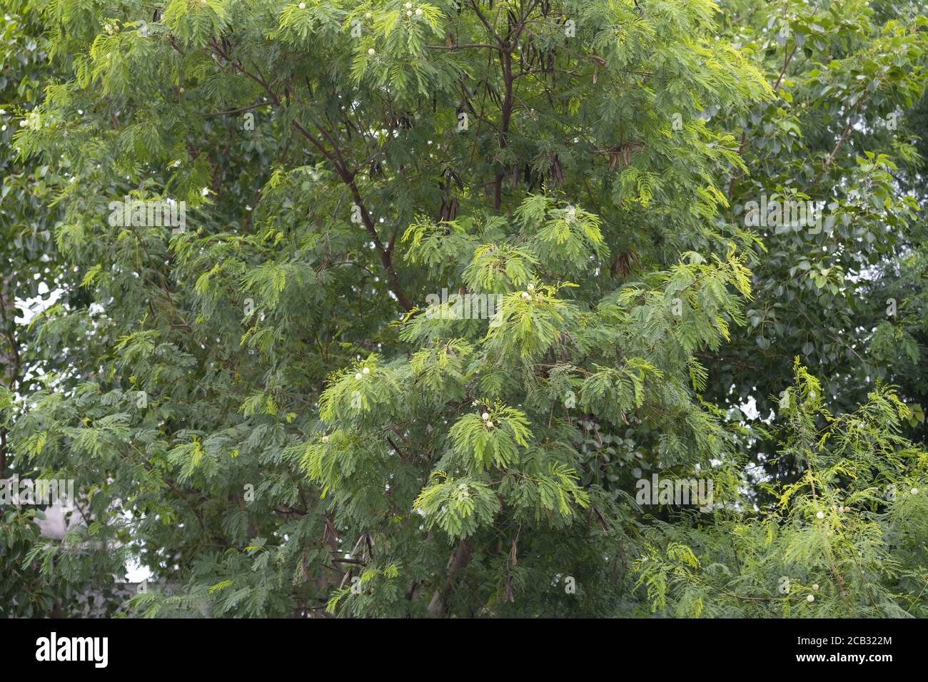 Beautiful scenery of green trees in a forest at daytime Stock Photo - Alamy