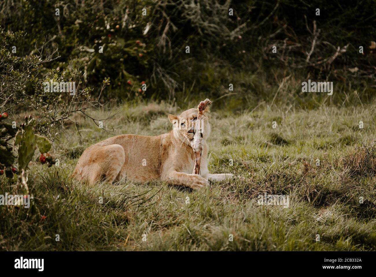 Mesmerizing shot of a tiger lying on the grass and looking forward Stock Photo