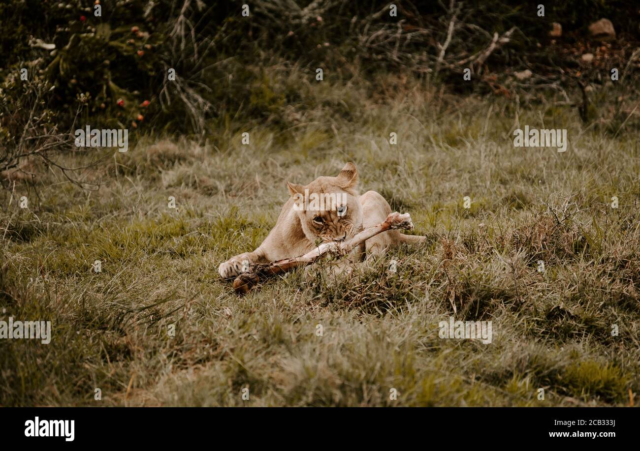 Mesmerizing shot of a tiger lying on the grass and looking forward Stock Photo