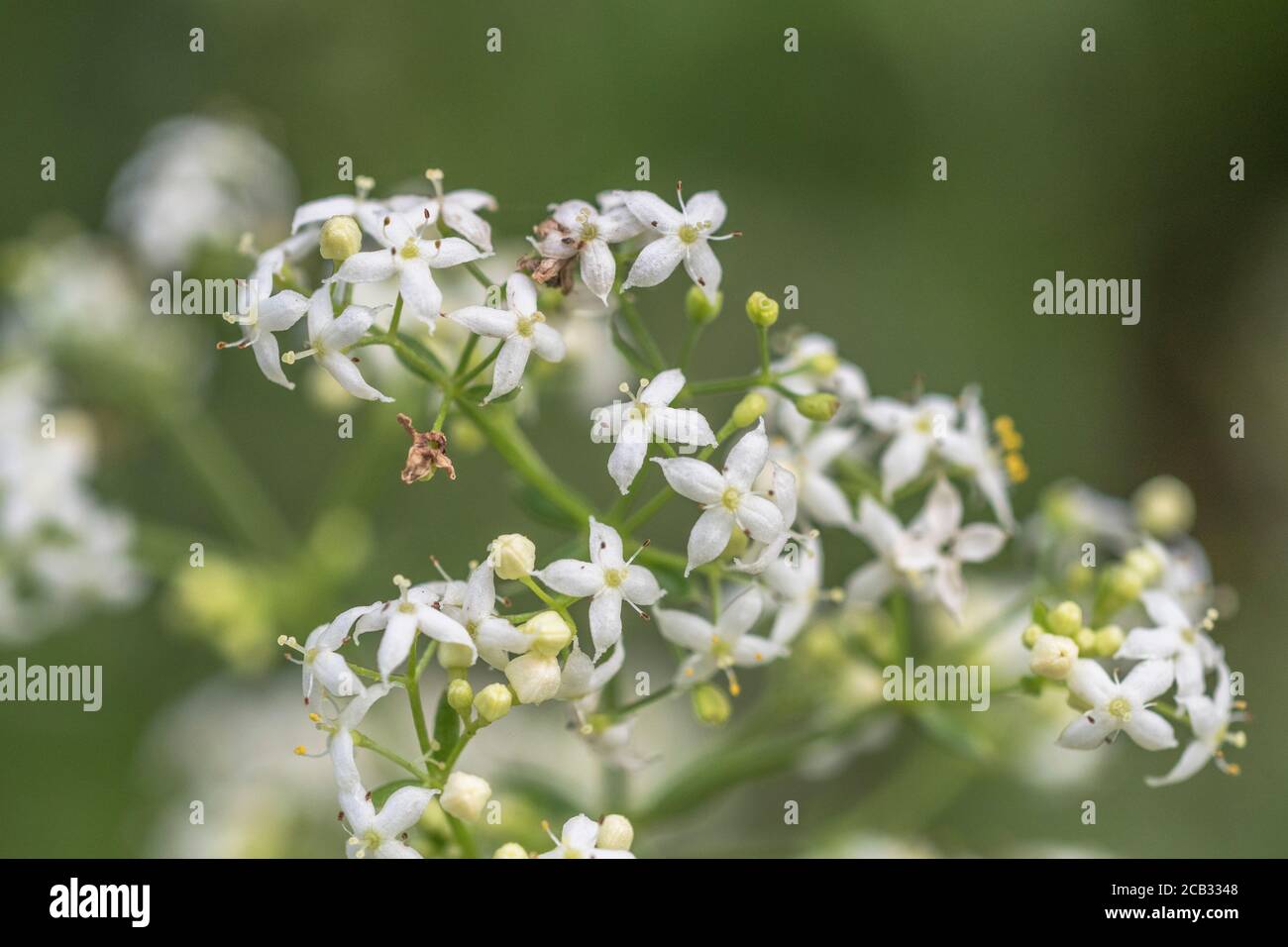 Tiny white flowers of Hedge Bedstraw / Galium mollugo a common hedgerow medicinal plant once used in herbal remedies. Related to Cleavers / G. aparine Stock Photo