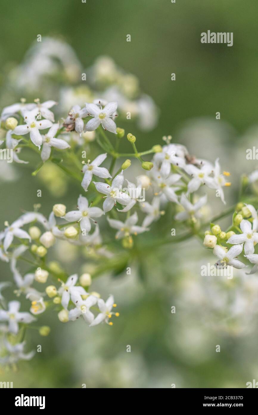Tiny white flowers of Hedge Bedstraw / Galium mollugo a common hedgerow medicinal plant once used in herbal remedies. Related to Cleavers / G. aparine Stock Photo