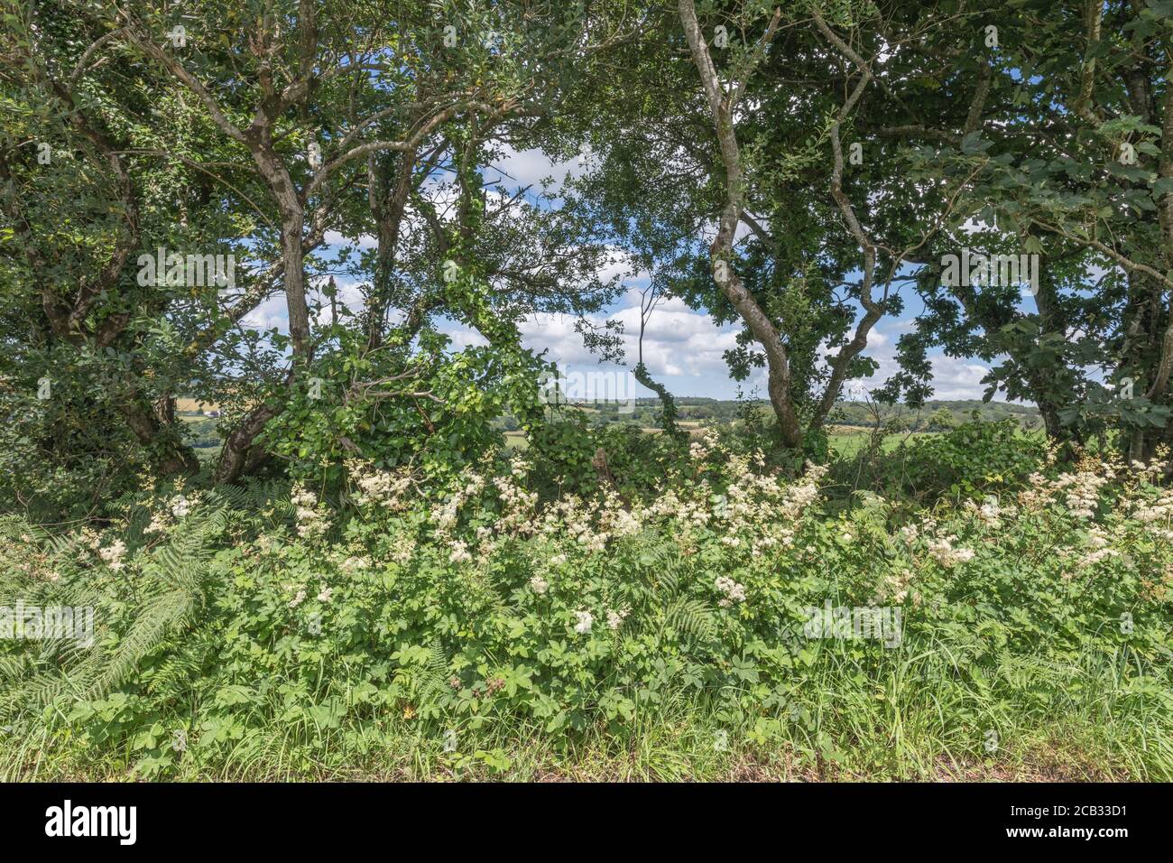 Meadowsweet / Filipendula ulmaria flowers in Summer sunshine. Medicinal plant used in herbal medicine & herbal remedies for its analgesic properties. Stock Photo